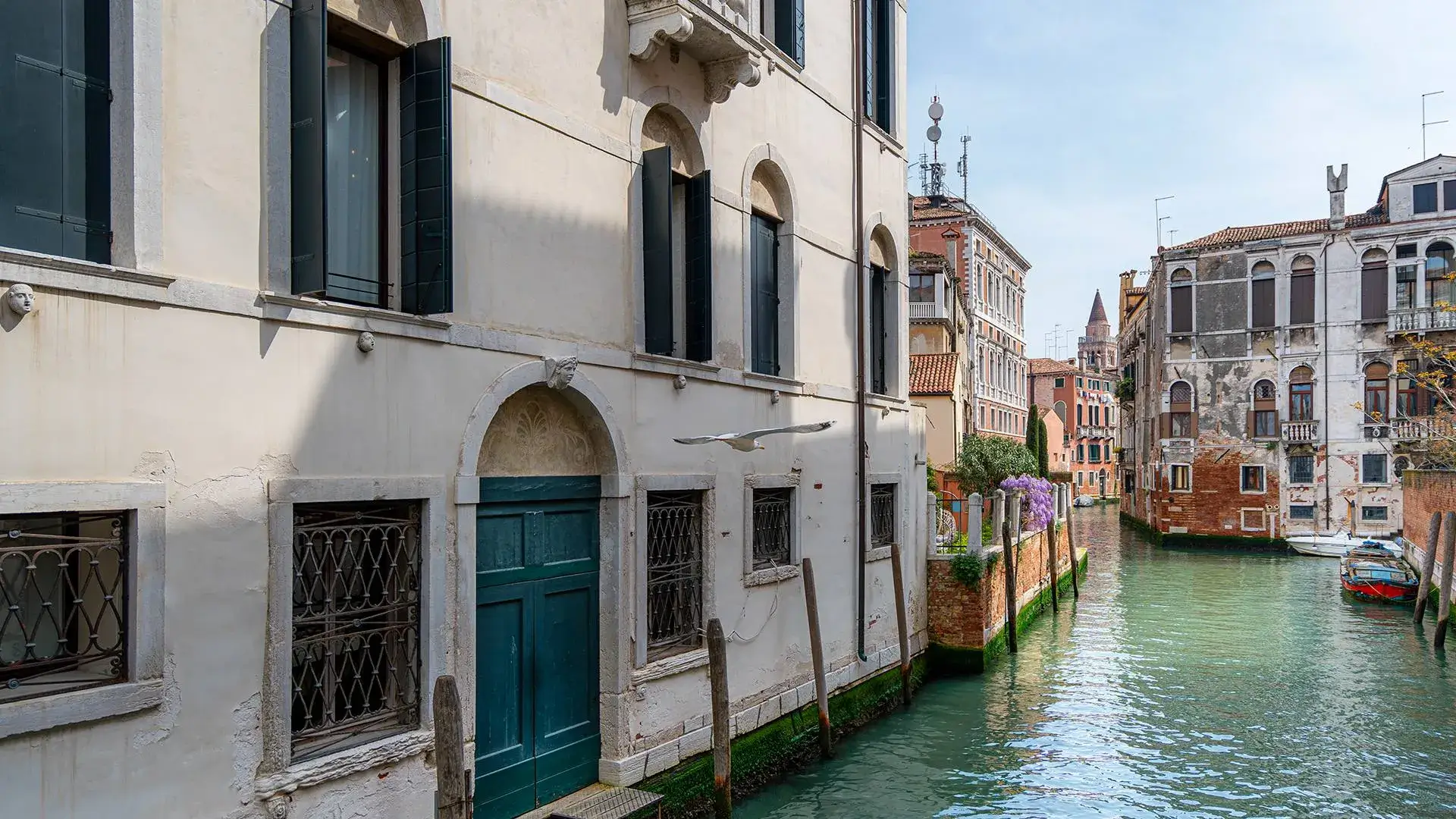 Canale di Venezia, acqua turchese, edifici storici, persiane verdi; un gabbiano vola sopra.